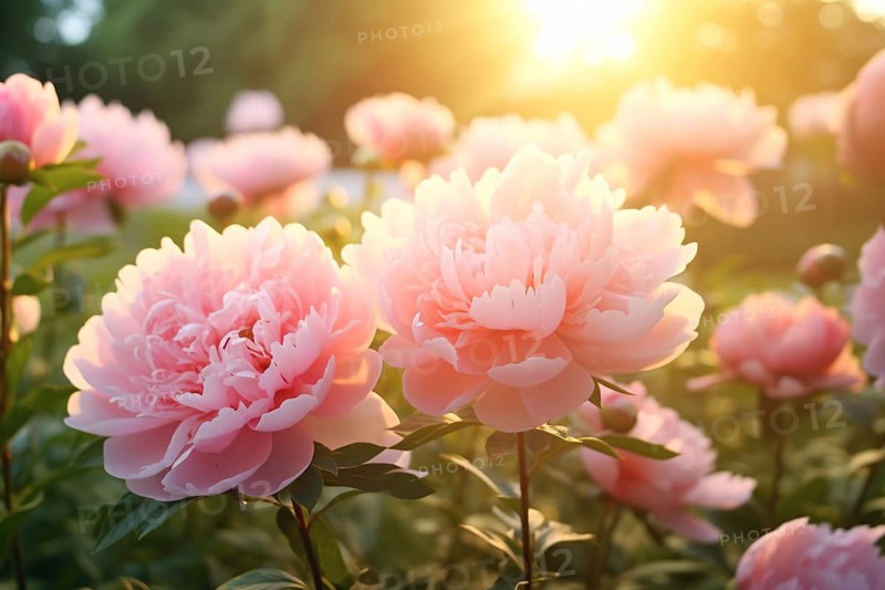 Pink peony flowers win sunlight. KI generiert, generiert AI generated