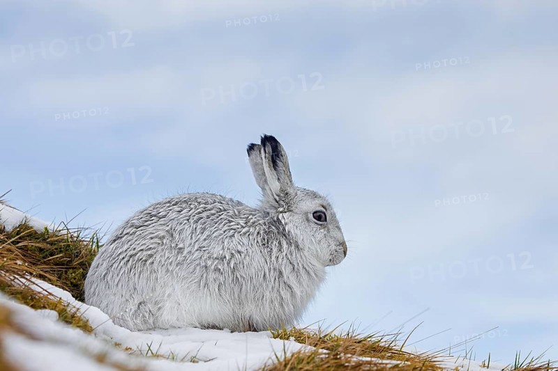 Mountain hare, alpine hare, snow hare (Lepus timidus) in white winter pelage resting in the hills in late winter, Cairngorms National Park, Scotland, United Kingdom, Europe