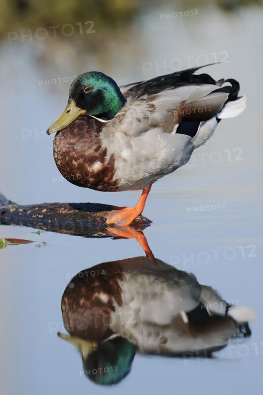 Mallard (Anas platyrhynchos), drake with mirror image, North Rhine-Westphalia, Germany, Europe