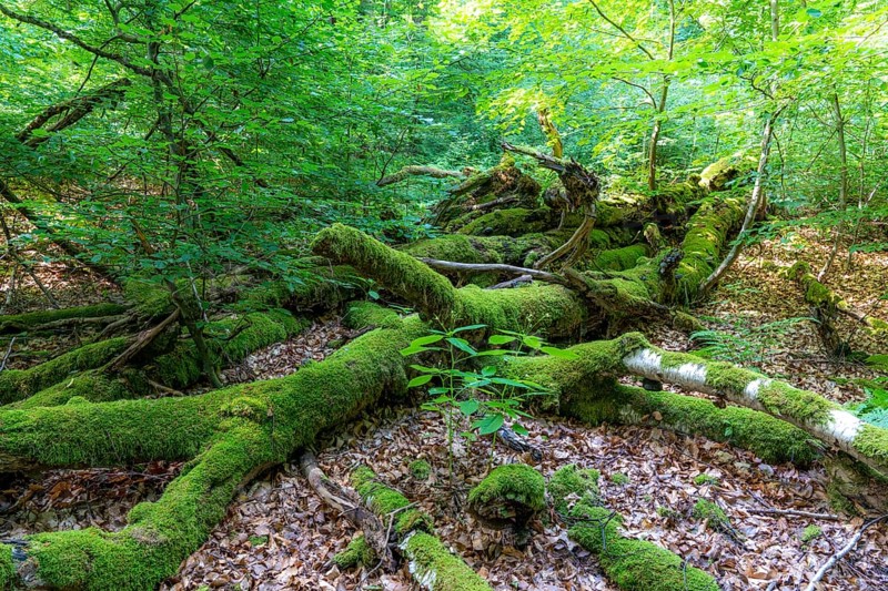 The Sababurg primeval forest, or primeval forest in the Reinhardswald, is a 95-hectare biotope under nature and landscape protection, with trees over 500 years old, hut trees, in the district of Kassel, Hesse, Germany, Europe