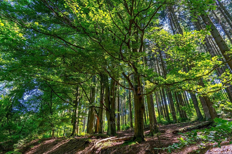 Forest, landscape on the Langenberg, near Niedersfeld, in the Hochsauerland district, highest mountain in North Rhine-Westphalia, 843 metres above sea level, Germany, Europe