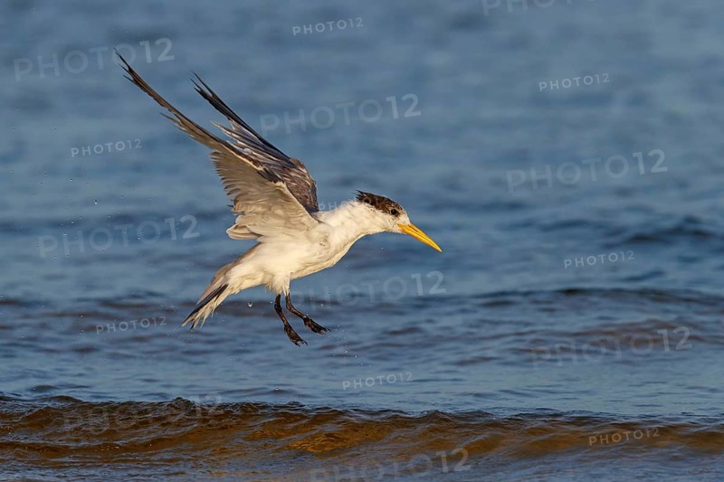 Caspian Tern, flight photo, (Thalasseus bergii), East Khawr / Khawr Ad Dahariz, Salalah, Dhofar, Oman, Asia