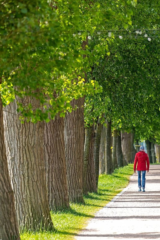 Trees, man, footpath, south harbour, Kappeln, Schlei, Schleswig-Holstein, Germany, Europe