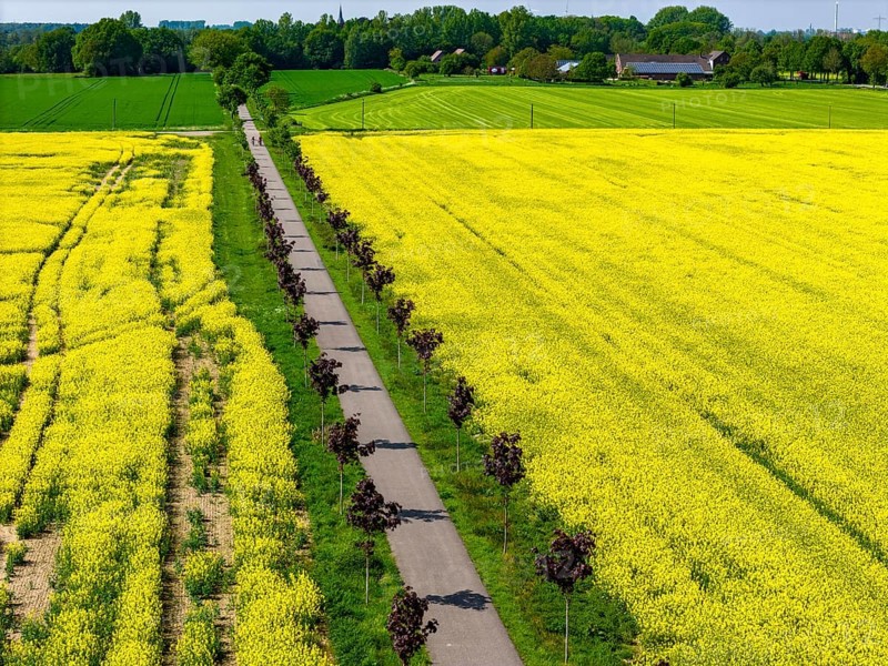 The avenue cycle path between Xanten and Marienbaum, Kalkar, on the Lower Rhine, former railway line, now part of a cycle path network, spring, rape field in bloom, Xanten, North Rhine-Westphalia, Germany, Europe