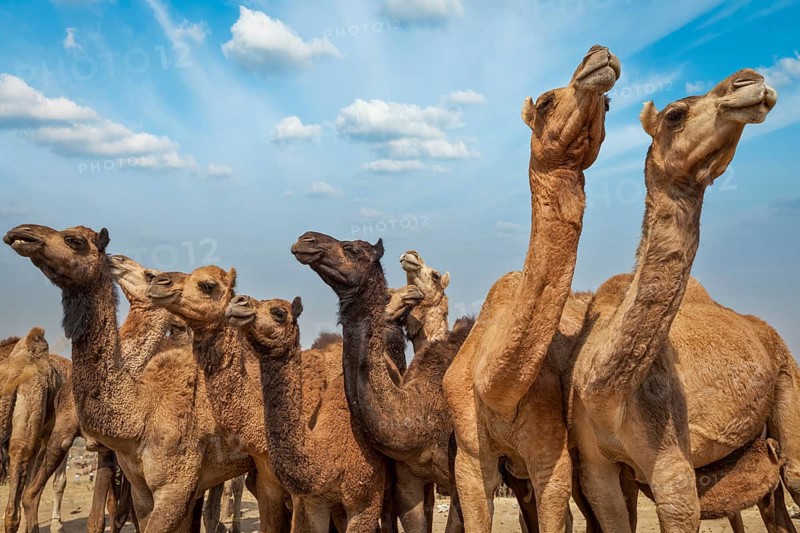 Camels at Pushkar Mela (Pushkar Camel Fair) . Pushkar, Rajasthan, India, Asia