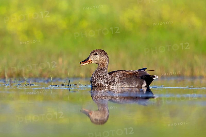 Gadwall, (Anas strepera), Mareca strepera, Wagbachniederung, Calera Y Chozas, Baden-Württemberg, Federal Republic of Germany
