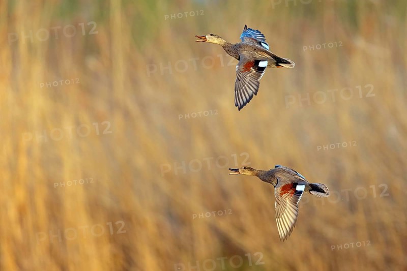 Gadwall, (Anas strepera), Mareca strepera, two ducks in flight, Wagbachniederung, Wagh‰usl, Baden-Württemberg, Federal Republic of Germany