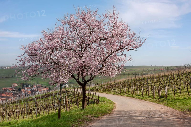 Flowering almond tree, Prunus dulcis, with wine village Birkweiler, German Wine Route, Southern Palatinate, Palatinate, Rhineland-Palatinate, Germany, Europe