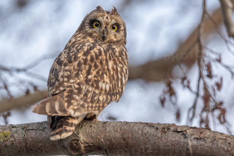 Short-billed Owl (Asio flameus) sitting on a branch. Bas Rhin, Alsace, France, Europe