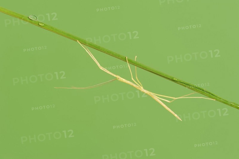Pink Winged Stick Insect or Winged Stick Insect (Sipyloidea chlorotica, Sipyloidea sipylus), nymph, captive, occurrence in Southeast Asia