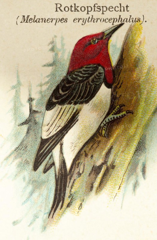 Red-headed woodpecker (Melanerpes erythrocephalus) Tree trunk, forest, habitat, historical illustration, World of Birds 1890