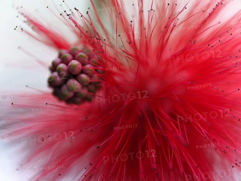 Macro photograph of a bud and a flower of the red powder-puff shrub (Calliandra tweedii)