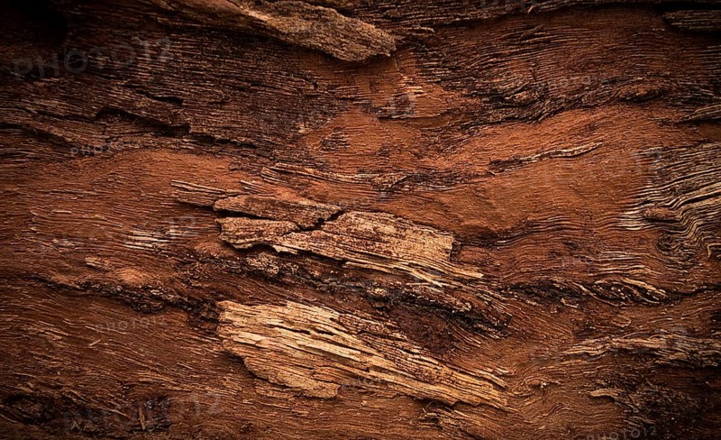 Background, walnut bark, wood texture, Horizontal, close-up, Rustic