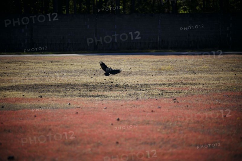A crow flies over the former roll call area at the Sachsenhausen concentration camp memorial. Oranienburg, 23.04.2024