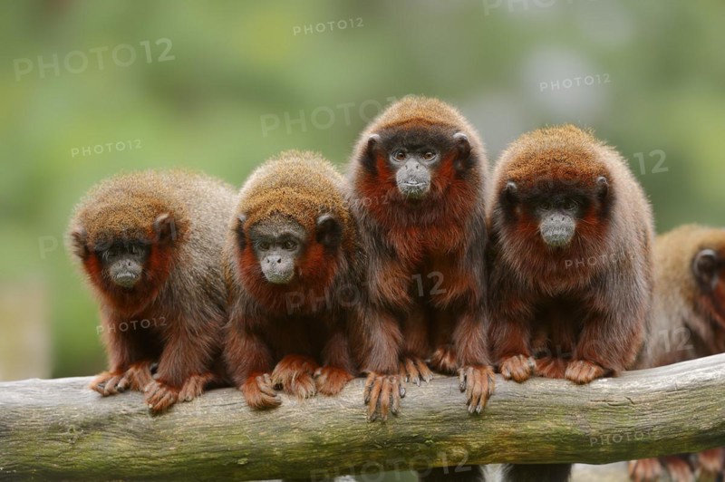 Red jumping monkey or red titi (Plecturocebus cupreus, Callicebus cupreus), captive, occurring in Brazil and Peru