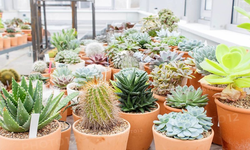 Various types of succulent in flower pots in the greenhouse. Closeup, selective focus