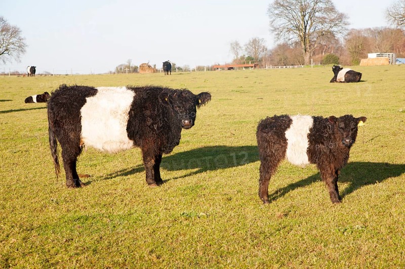 Rare breed Belted Galloway beef cattle herd at Lux farm, Kesgrave, Suffolk, England, United Kingdom, Europe
