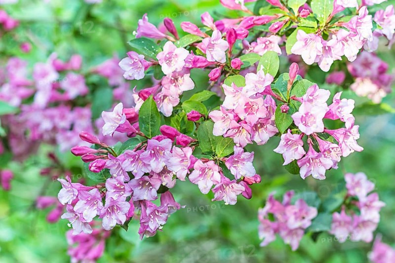 Weigela flowering branch in the botanical garden in spring