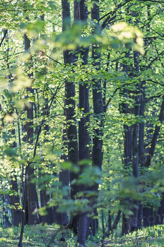 Trees in spring park