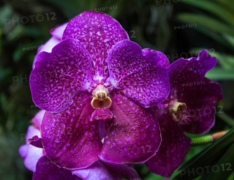 Purple-red orchid flowers with dots in the botanical garden in Singapore