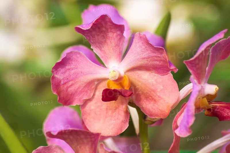 Pink with red orchid flowers in the botanical garden