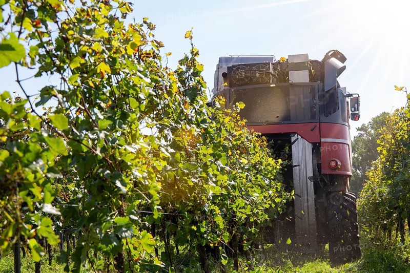Harvest of Sankt Laurent red wine grapes in the Palatinate