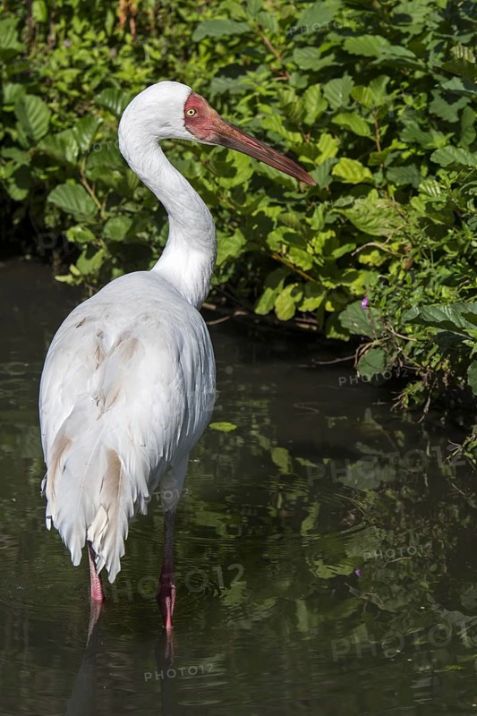 Siberian crane, Siberian white crane, snow crane (Leucogeranus leucogeranus) foraging in shallow water of brook