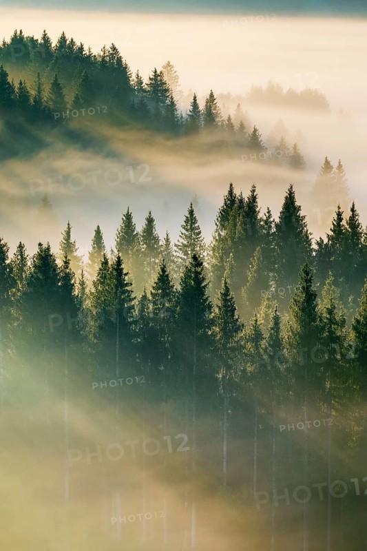 Fog and forest in Oberägeri in the canton of Zug, Switzerland, Europe