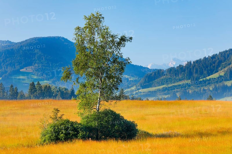 View over the Rothenthurm raised bog with birch in the foreground, Canton Schwyz, Switzerland, Europe