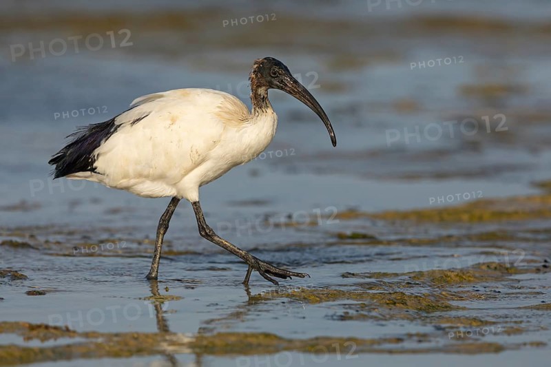 African sacred ibis (Threskiornis aethiopicus), family of ibises and spoonbills, Raysut, Salalah, Dhofar, Oman, Asia