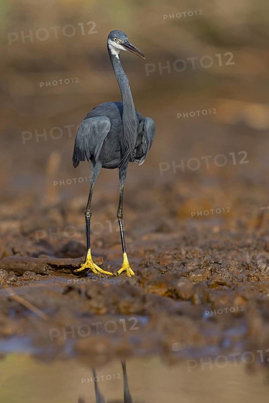 Great Egret, (Egretta gularis), foraging, Raysut, Salalah, Dhofar, Oman, Asia