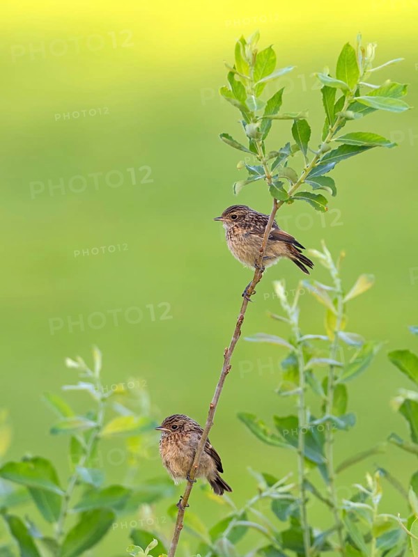 Stonechat, (Saxicola torquata), foraging, female, Eich, Rhineland-Palatinate, Germany, Europe