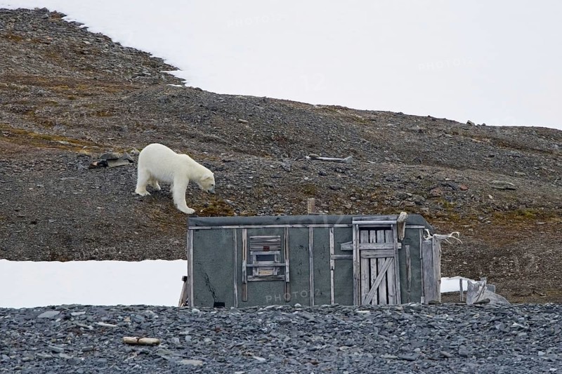 Curious polar bear (Ursus maritimus) approaching old abandoned fur trapper cabin along the Svalbard coast, Spitsbergen, Norway, Europe