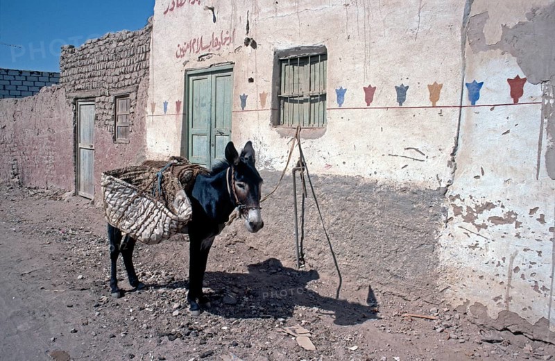 Tethered donkey, Al-Bahariyya Oasis, Libyan Desert, Egypt, Africa