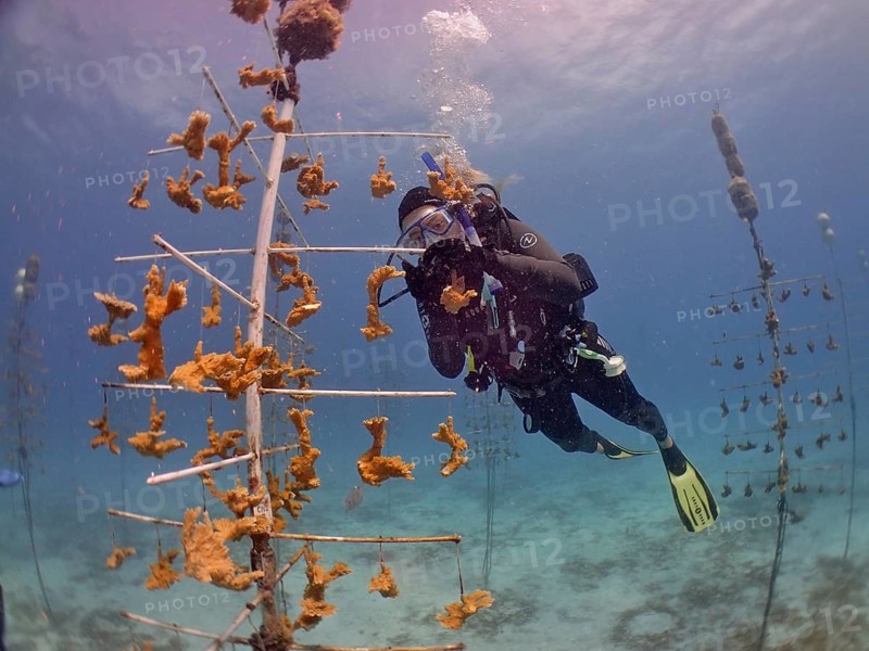Coral farming. Diver cleans the frame on which young specimens of elkhorn coral (Acropora palmata) grow until they can be released onto the reef. The aim is to breed corals that can withstand the higher water temperatures. Dive site Nursery, Tavernier, Florida Keys, Florida, USA, North America