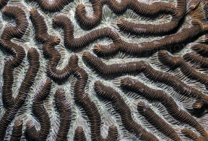 Detail photo of lamellar brain coral Brain coral (Platygyra) Hard coral Stony coral Coral in intact healthy coral reef, Red Sea, Gulf of Aqaba