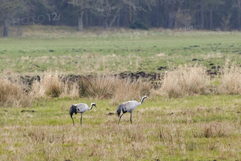 Two cranes (Grus grus) in Teufelsbruch, Waren, Müritz, Heilbad, Müritz National Park, Mecklenburg Lake District, Mecklenburg, Mecklenburg-Western Pomerania, Germany, Europe