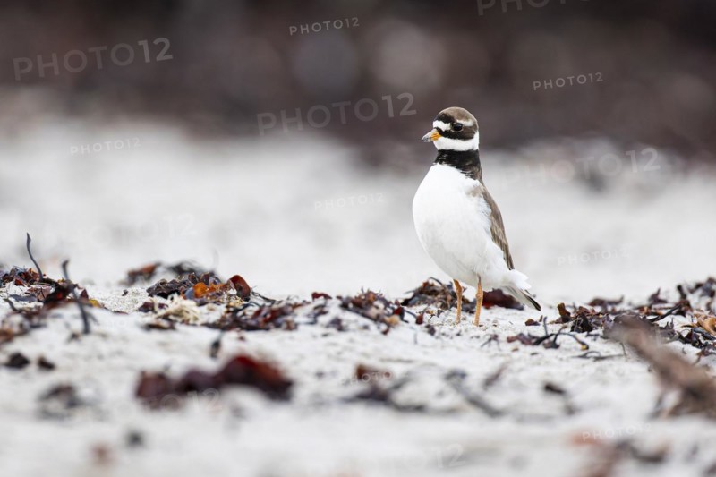 Ringed Plover (Charadrius hiaticula), adult bird standing upright between seaweed on the beach, Varanger, Finnmark, Norway, Europe