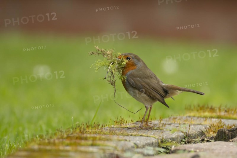 European robin (Erithacus rubecula) adult bird in a garden with nesting material in its beak in spring, England, United Kingdom, Europe