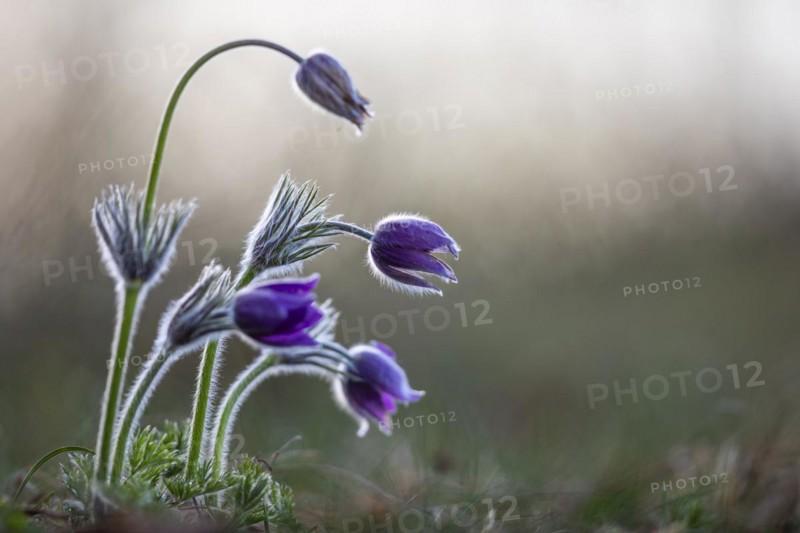 Common pasque flower (Pulsatilla vulgaris), Ranunculaceae, Rauer Stein, Irndorf, Upper Danube Nature Park, Baden-Württemberg, Germany, Europe
