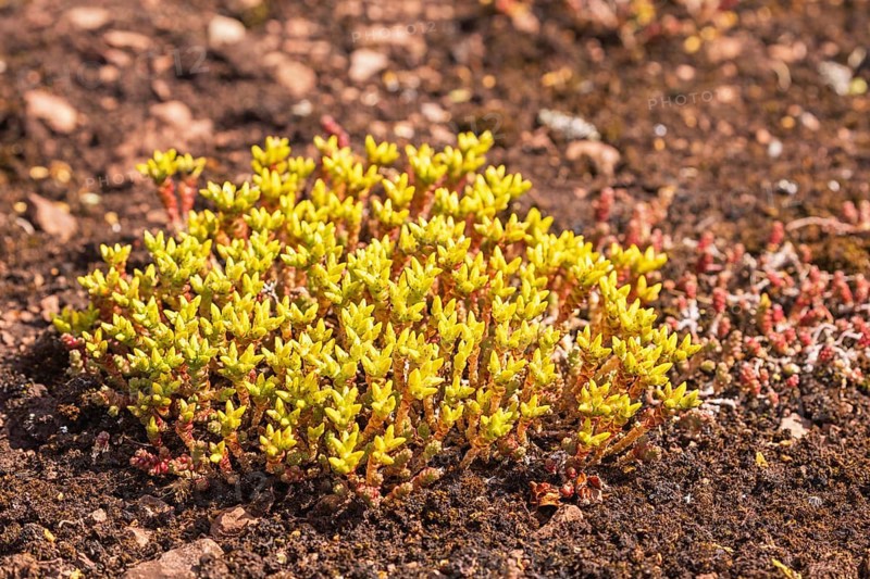 Blooming Goldmoss stonecrop (Sedum acre) on the ground its a tufted evergreen perennial plant