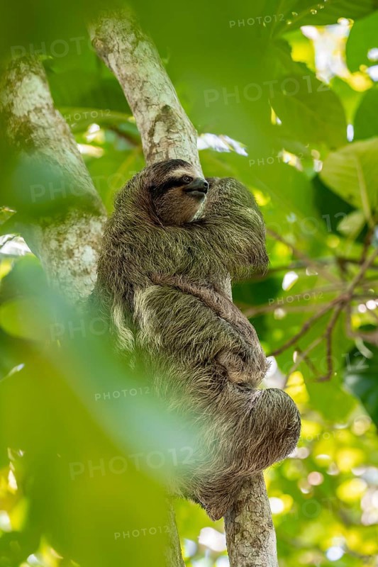 Brown-throated sloth (Bradypus variegatus) on a branch, Cahuita National Park, Costa Rica, Central America
