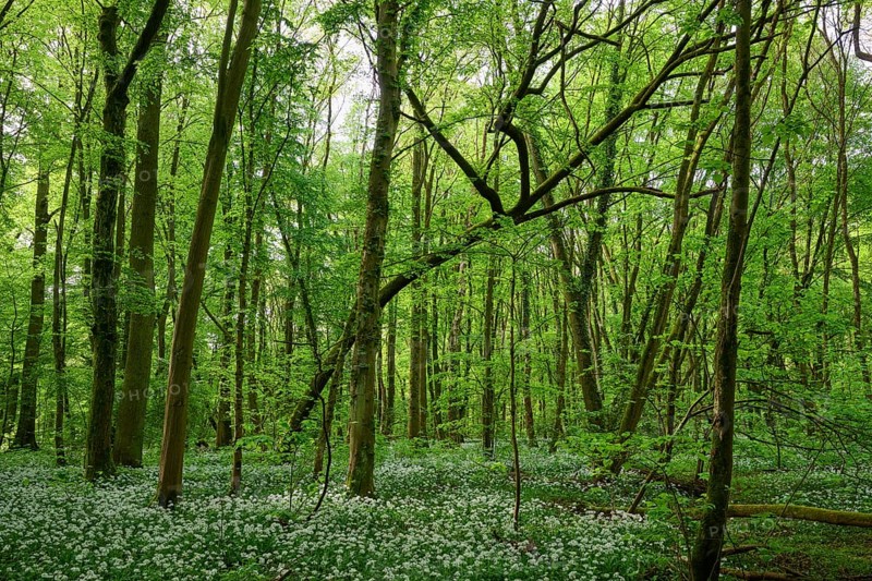 Light-flooded forest with green leaves and blooming wild garlic on the forest floor in spring, Kinzigaue, Erlensee, Hanau, Hesse, Germany, Europe
