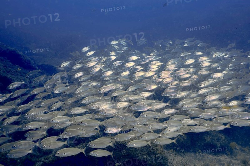 A shoal of silvery fish, the armpit bream (Pagellus acarne), swims in the blue waters of the sea. Dive site El Cabron marine reserve, Arinaga, Gran Canaria, Spain, Atlantic Ocean, Europe