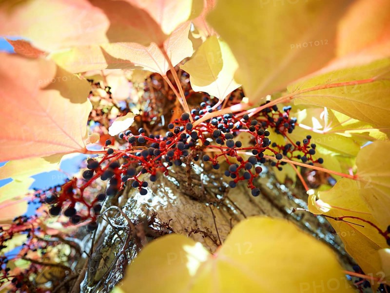 Wild Vine (Parthenocissus quinquefolia) on a house wall, autumn atmosphere, Munich, Bavaria, Germany, Europe