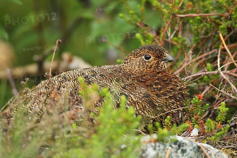 Willow ptarmigan (Lagopus lagopus) Hen, Lofoten Norway, Scandinavia