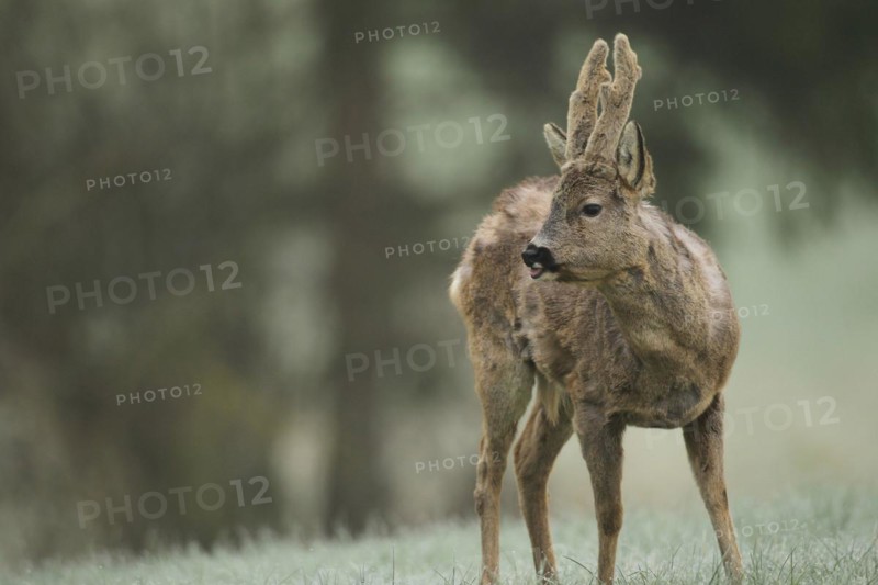 European roe deer (Capreolus capreolus) buck with velvet horns and shaggy winter coat in the meadow, Allgäu, Bavaria, Germany, Europe