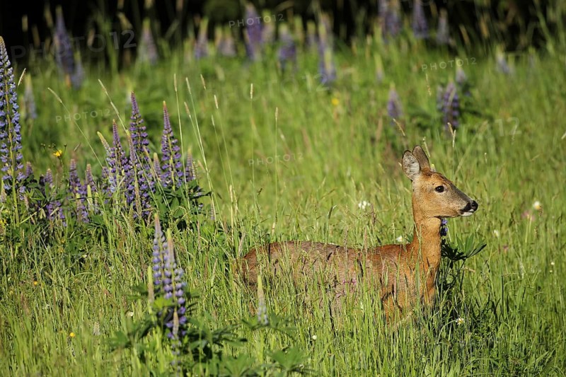 European roe deer (Capreolus capreolus) doe in summer coat between wild flowering lupines (Lupinus) Allgäu, Bavaria, Germany, Europe