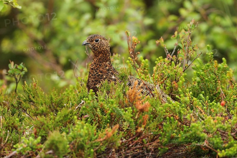 Willow ptarmigan (Lagopus lagopus) attentive hen, Lofoten, Norway, Scandinavia, Europe