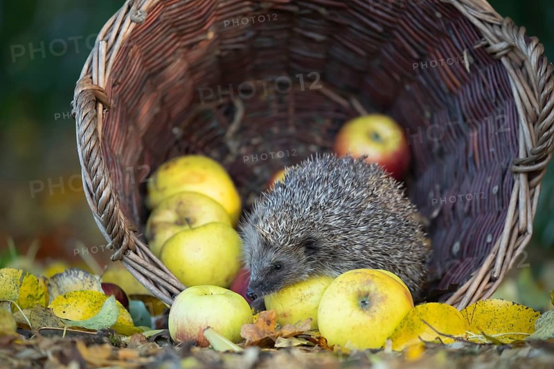 European hedgehog (Erinaceus europaeus) adult animal walking over apples in a basket in the autumn, Suffolk, England, United Kingdom, Europe
